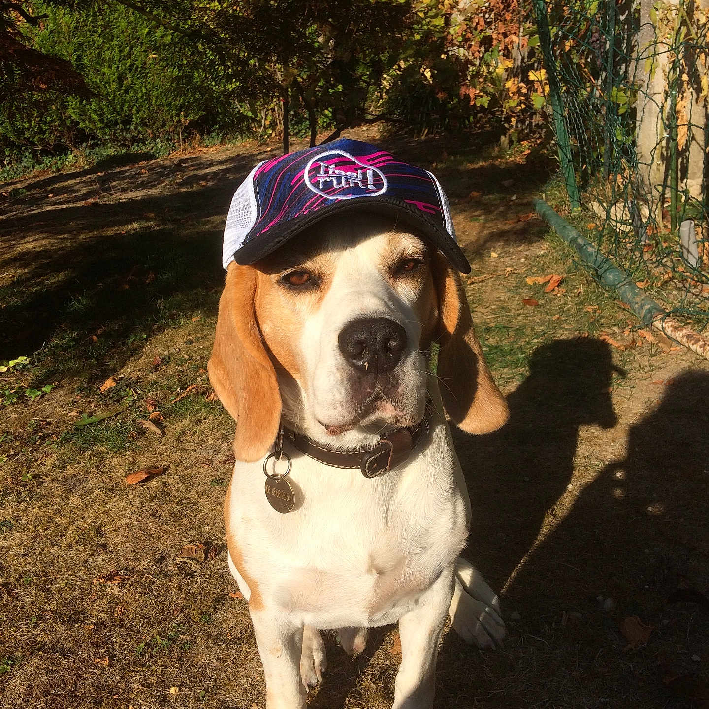 Harry participe au concours pour gagner de l'argent avec cette photo : animal, beagle, cap, collar, cute, dog, fence, garden, grass, hat, leaf, nature, outdoor, pet, portrait, shadow, sitting, summer, sunlight, tag