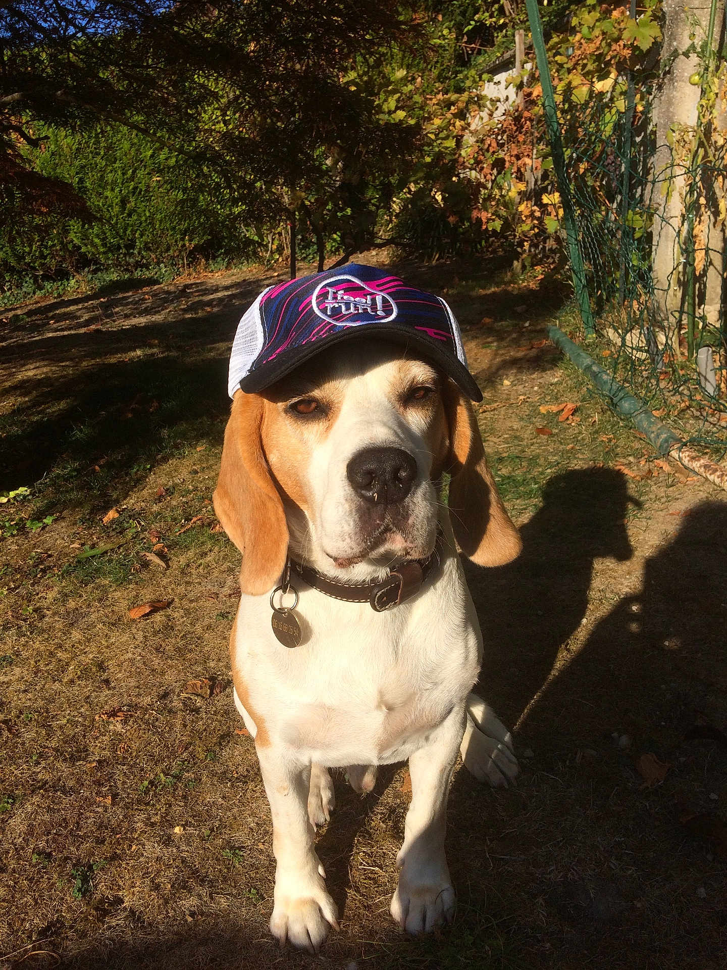 Harry participe au concours pour gagner de l'argent avec cette photo : dog, beagle, cap, hat, outdoor, sunlight, grass, pet, animal, collar, tag, shadow, garden, fence, leaf, nature, cute, sitting, portrait, summer