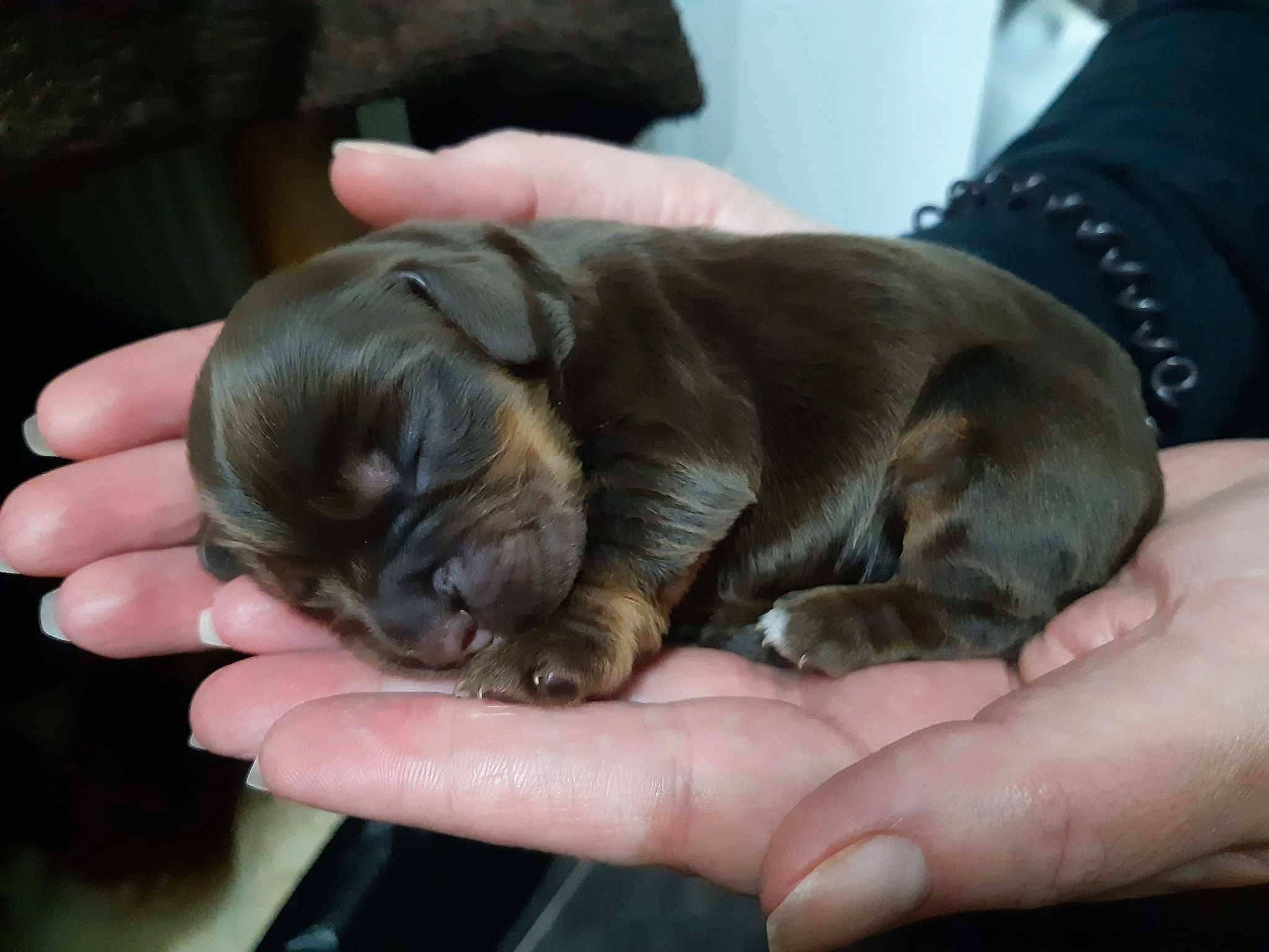 Isla joined the competition — help win amazing prizes! canidae, carnivore, comfort, companion_dog, dog, dog_breed, ear, fawn, finger, fur, liver, nail, paw, puppy, snout, sporting_group, terrestrial_animal, thumb, toy_dog, working_animal