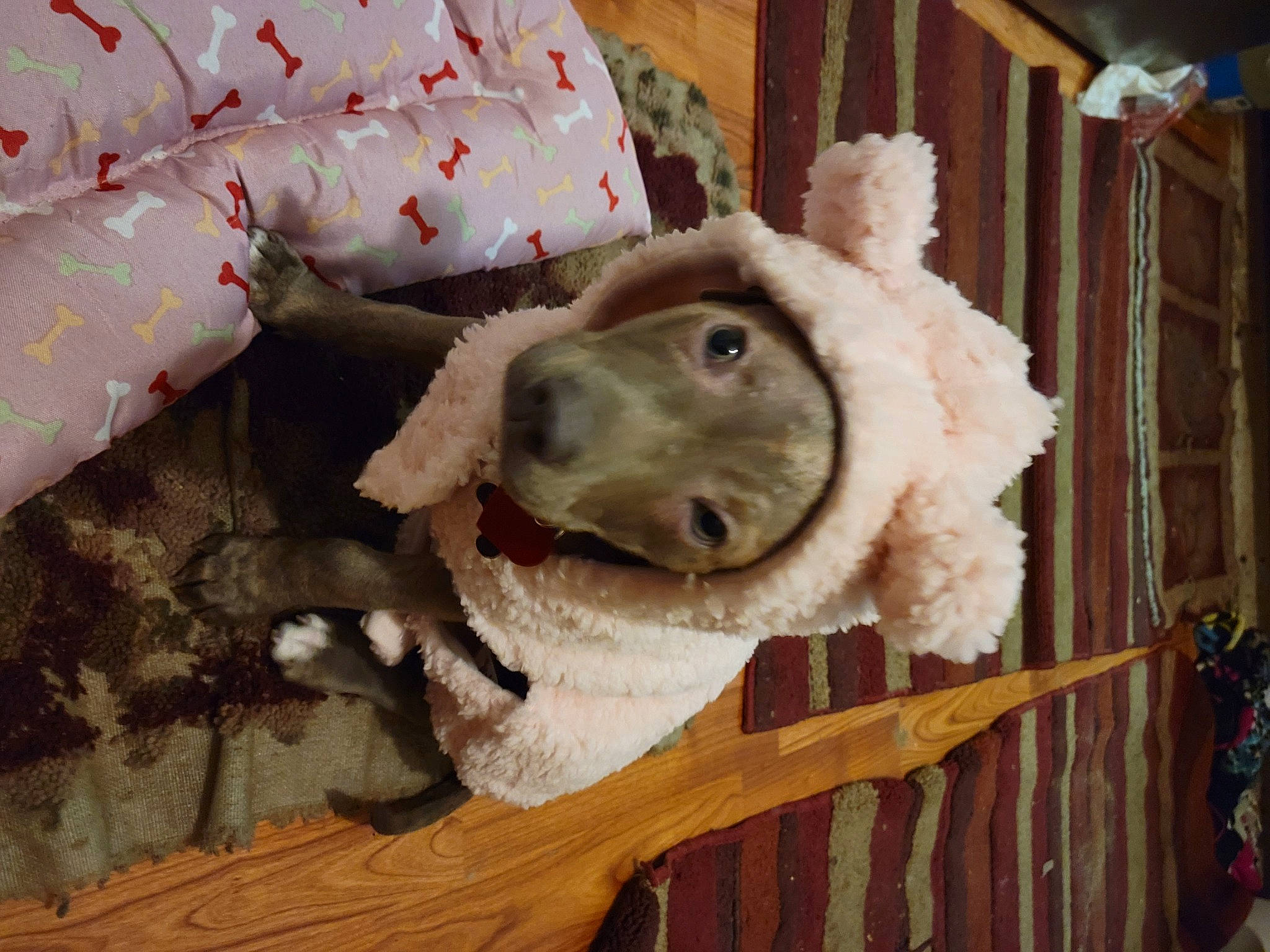 Athena is registered to the contest to win money with this photo: baby_toys, canidae, cap, carnivore, companion_dog, dog, dog_breed, fawn, fence, fur, helmet, linens, pattern, plush, snout, sporting_group, stuffed_toy, toy, wood, wool