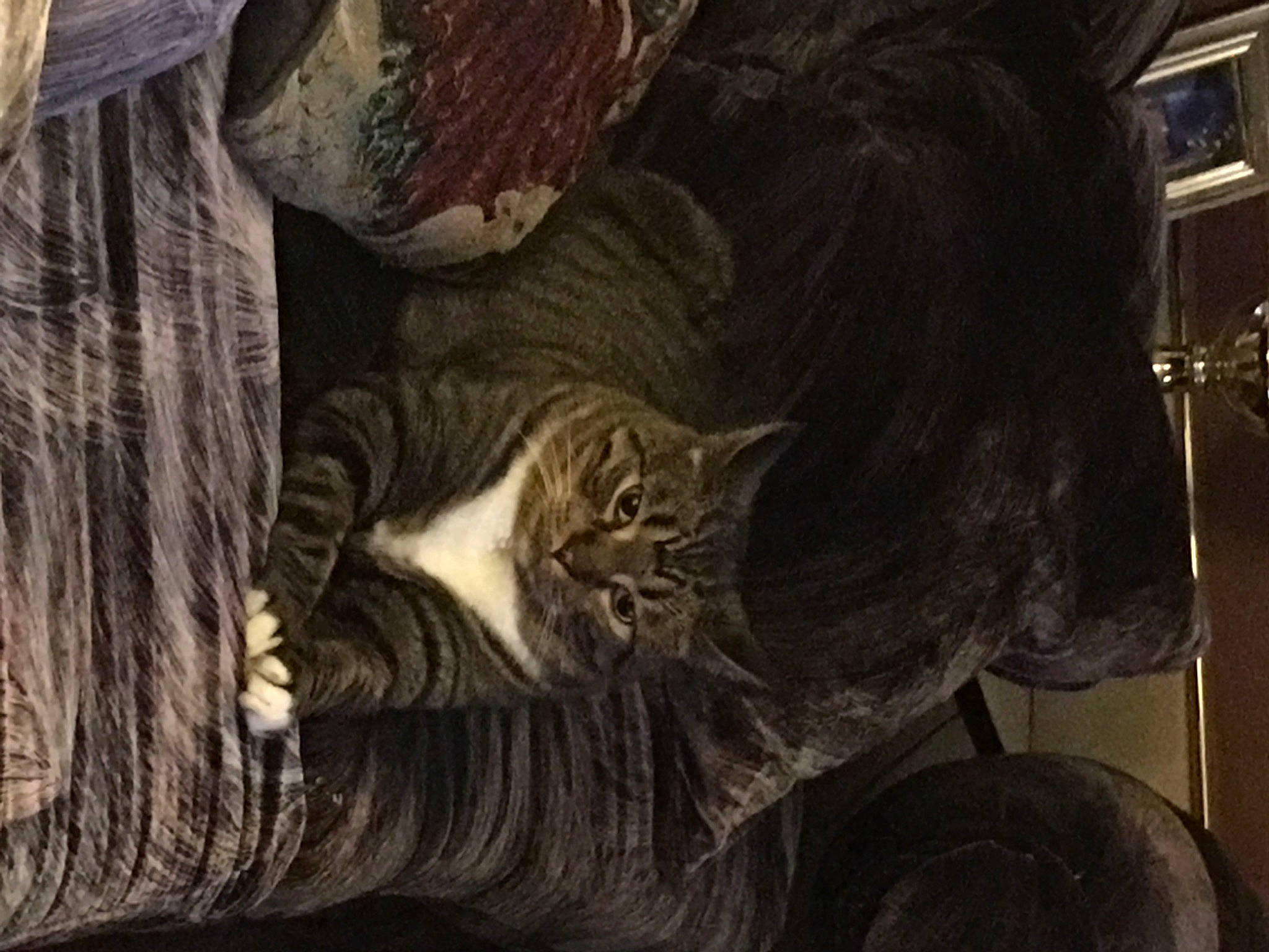 Kobe is registered to the contest to win money with this photo: carnivore, cat, claw, comfort, darkness, domestic_short_haired_cat, felidae, fur, nap, paw, small_to_medium_sized_cats, snout, tail, terrestrial_animal, tree, whiskers, window, wood