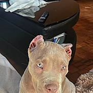 Arès participe au concours pour gagner de l'argent avec cette photo : puppy, dog, blue_eyes, blanket, living_room, couch, table, remote_control, fur, pet, indoor, animal, cute, curious, relaxed, domestic, furniture, soft_texture, floor, home