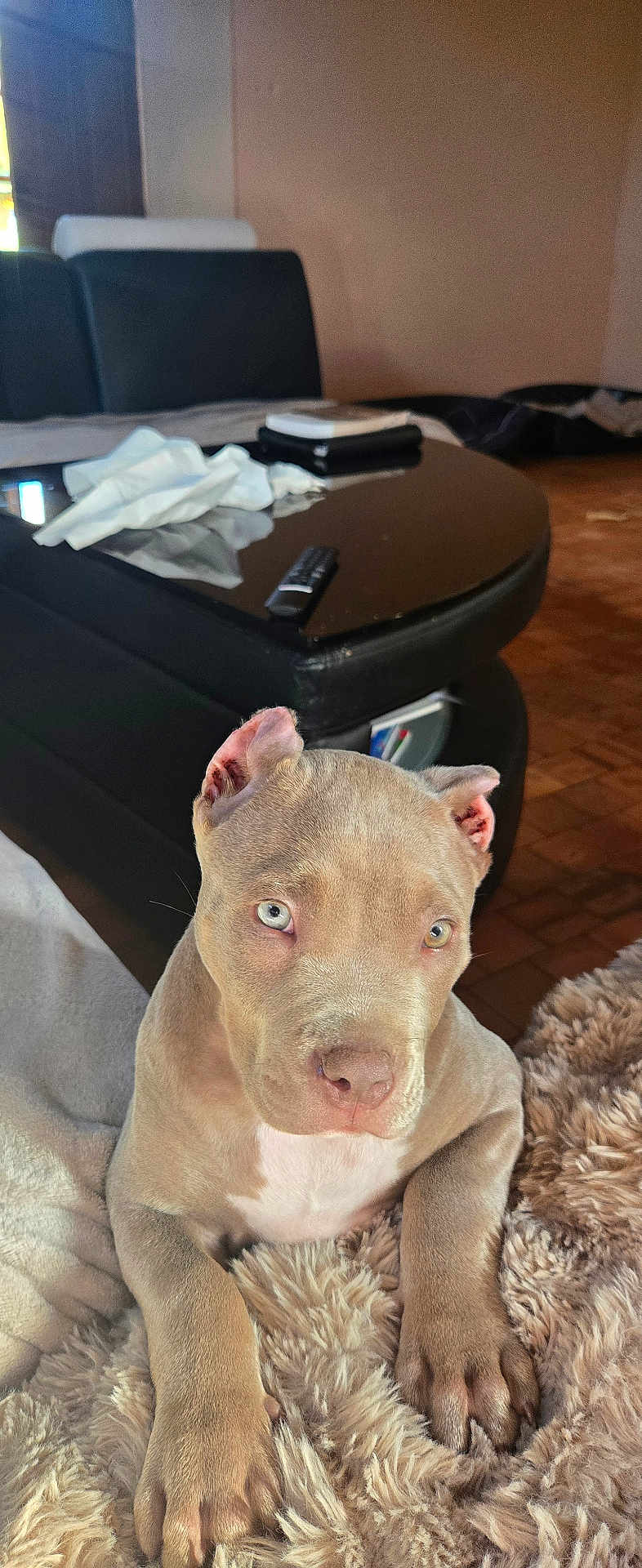 Arès participe au concours pour gagner de l'argent avec cette photo : puppy, dog, blue_eyes, blanket, living_room, couch, table, remote_control, fur, pet, indoor, animal, cute, curious, relaxed, domestic, furniture, soft_texture, floor, home