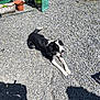 dog, black_and_white, gravel, outdoor, sunlight, pet, animal, lying_down, happy, friendly, shadow, pot, plant_cover, garden, daylight, canine, resting, playful, fur, nature