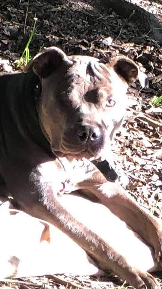 Blue joined the competition — help win amazing prizes! alaunt, american_pit_bull_terrier, american_staffordshire_terrier, bully_kutta, canidae, carnivore, catahoula_bulldog, dog, dog_breed, fawn, mammal, mountain_cur, non_sporting_group, pit_bull, snout, sporting_group, staffordshire_bull_terrier, vertebrate