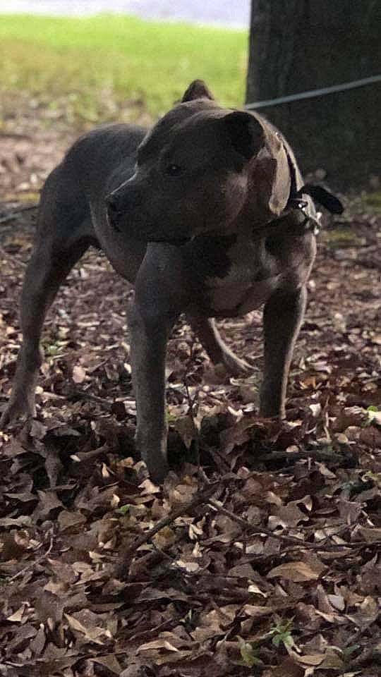 Blue joined the competition — help win amazing prizes! alaunt, american_pit_bull_terrier, american_staffordshire_terrier, canidae, carnivore, dog, dog_breed, mammal, non_sporting_group, snout, sporting_group, terrestrial_animal, vertebrate