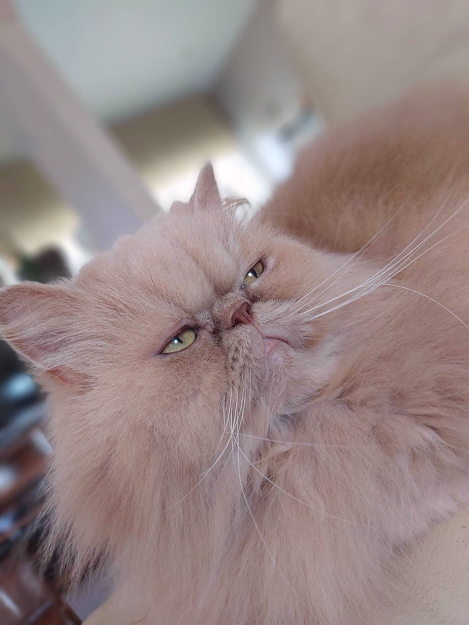 Enzo participe au concours pour gagner de l'argent avec cette photo : asian_semi_longhair, british_longhair, british_semi_longhair, carnivore, cat, close_up, domestic_long_haired_cat, eye, fawn, felidae, fur, kitten, nose, persian, ragamuffin, small_to_medium_sized_cats, snout, whiskers