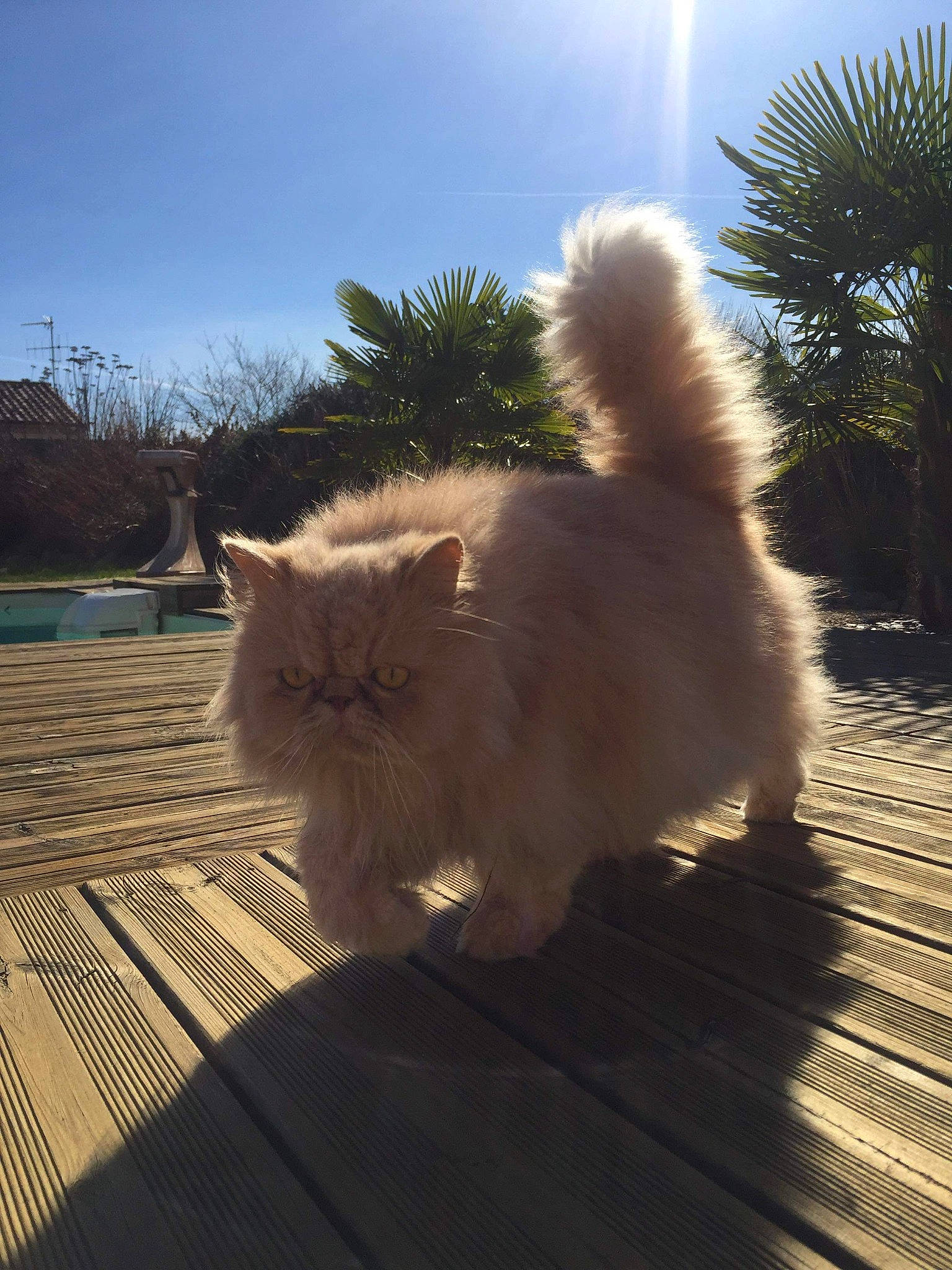 Enzo a rejoint le concours — aidez-le/la à gagner de superbes lots ! british_longhair, british_semi_longhair, carnivore, cat, domestic_long_haired_cat, eye, fawn, felidae, fur, mammal, persian, ragamuffin, sky, small_to_medium_sized_cats, sunlight, tail, whiskers