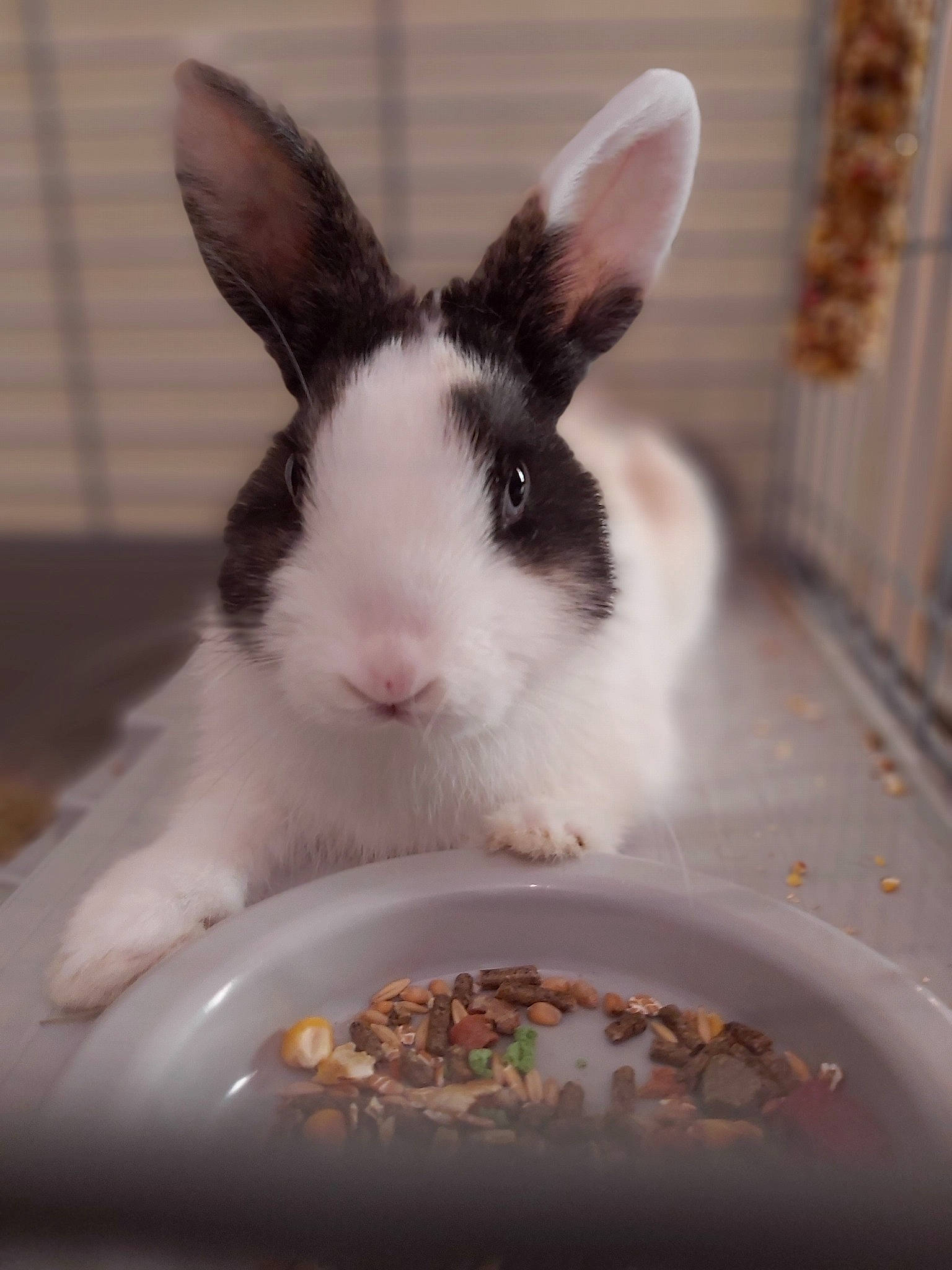 Ragnard a rejoint le concours — aidez-le/la à gagner de superbes lots ! domestic_rabbit, fawn, mammal, rabbit, rabbits_and_hares, whiskers