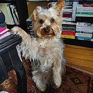Simon participe au concours pour gagner de l'argent avec cette photo : books, bookshelf, brown, carpet, cozy, curious, decor, dog, fur, furniture, indoor, living_room, paw, pet, portrait, sitting, table, television, white, wooden_floor