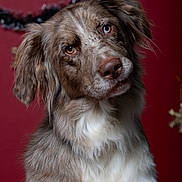 Willow participe au concours pour gagner de l'argent avec cette photo : dog, pet, portrait, heterochromia, brown_eyes, blue_eye, fluffy, fur, cute, animal, companion, indoors, holiday, red_background, decorations, christmas, canine, mammal, friend, expression