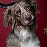 dog, pet, portrait, heterochromia, brown_eyes, blue_eye, fluffy, fur, cute, animal, companion, indoors, holiday, red_background, decorations, christmas, canine, mammal, friend, expression