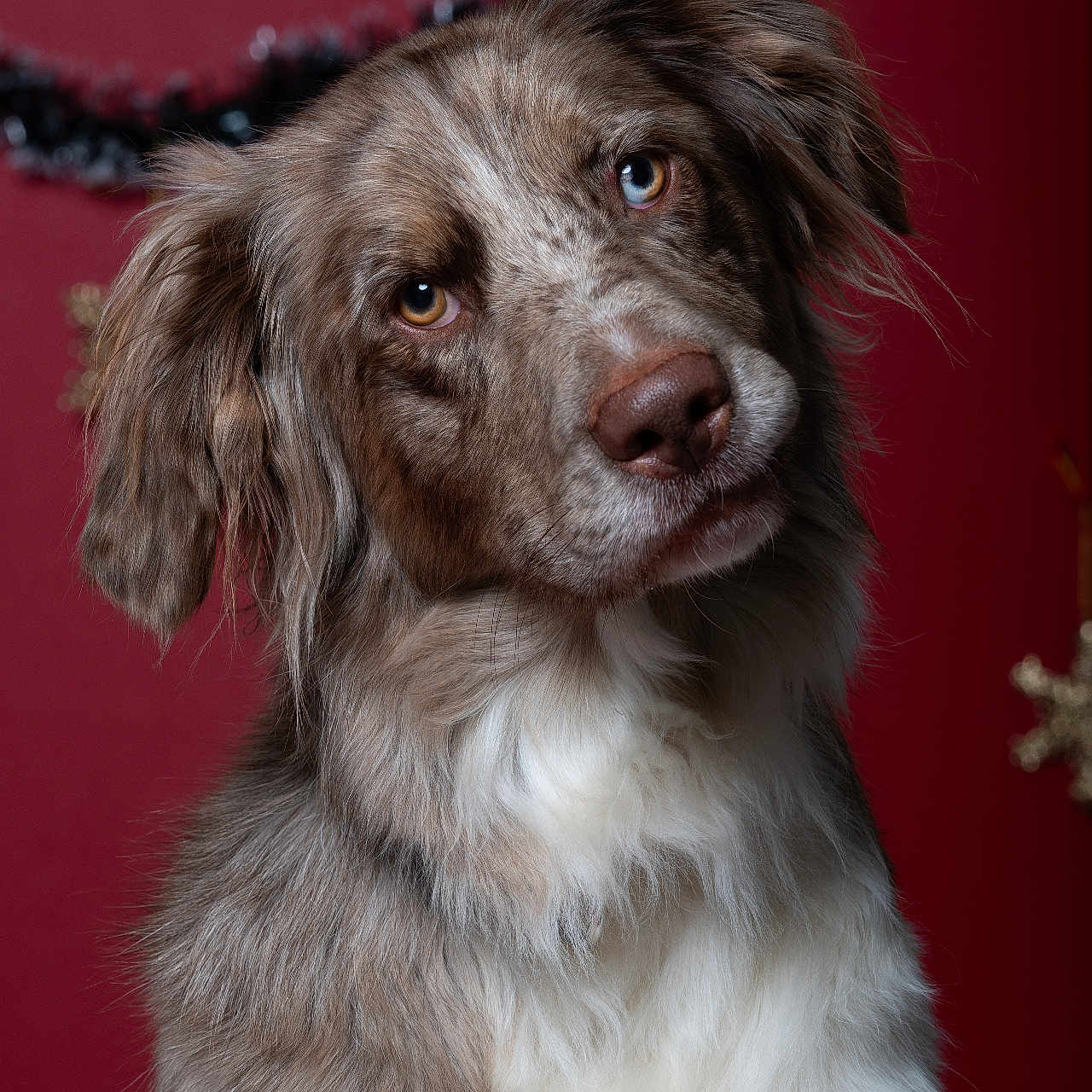Willow