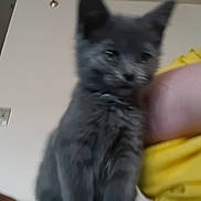 Hunter joined the competition — help win amazing prizes! animal, arm, blur, blurry, closeup, cute, domestic_cat, face, feline, fur, furry, gray_cat, holding, indoor, kitten, person, pet, whiskers, yellow_shirt, young_cat