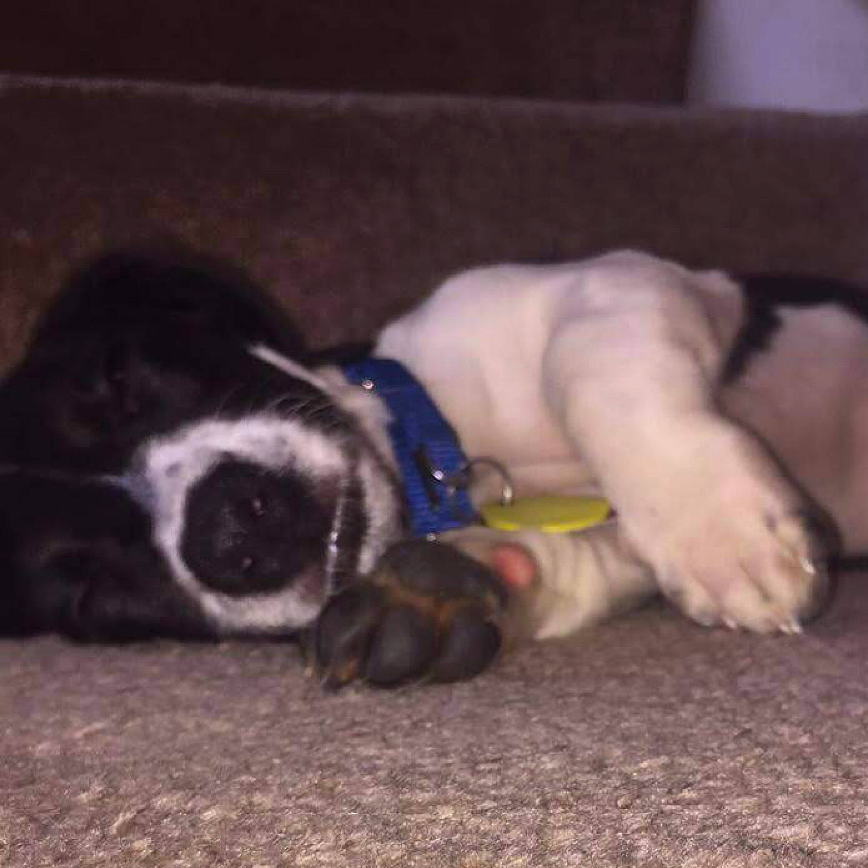 Lipton is registered to the contest to win money with this photo: boston_terrier, canidae, carnivore, dog, dog_breed, fawn, mammal, non_sporting_group, nose, paw, puppy, puppy_love, sporting_group, vertebrate