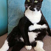 Minette participe au concours pour gagner de l'argent avec cette photo : cat, tuxedo_cat, black_and_white, pet, feline, relaxed, indoor, couch, pillow, whiskers, green_eyes, fur, sitting, cute, domestic_animal, cozy, resting, animal, companion, home