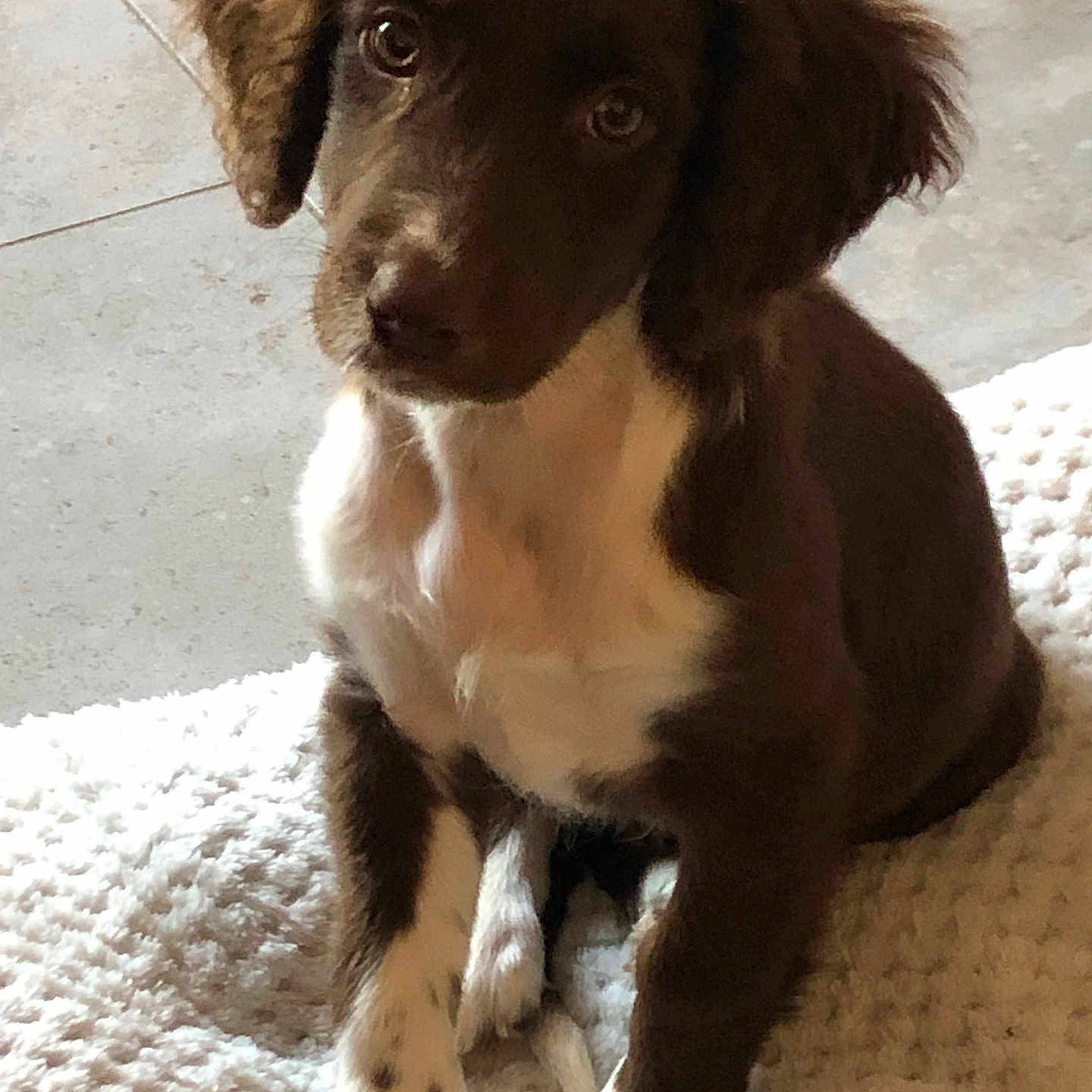 Stacia a rejoint le concours — aidez-le/la à gagner de superbes lots ! adorable, animal, blanket, brown, cozy, cute, dog, domestic, ears, floor, fur, indoor, looking_up, paws, pet, puppy, sitting, texture, white, young