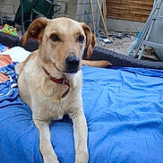 Jumpy participe au concours pour gagner de l'argent avec cette photo : dog, outdoor, blanket, wicker_bed, collar, relaxed, garden, laundry, blue_blanket, pet, canine, brown_dog, fence, stone_ground, resting, daylight, animal, domestic, backyard, calm