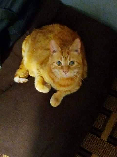 Garfield is registered to the contest to win money with this photo: carnivore, cat, comfort, domestic_short_haired_cat, ear, eye, fawn, felidae, flooring, fur, hair, hardwood, head, iris, paw, small_to_medium_sized_cats, snout, tail, whiskers, wood