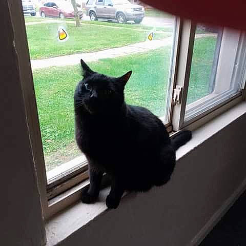 Midnight joined the competition — help win amazing prizes! automotive_exterior, black_cat, carnivore, cat, domestic_short_haired_cat, door, felidae, fixture, fur, glass, mammal, shade, small_to_medium_sized_cats, tail, tints_and_shades, tire, vehicle_door, wheel, whiskers, window