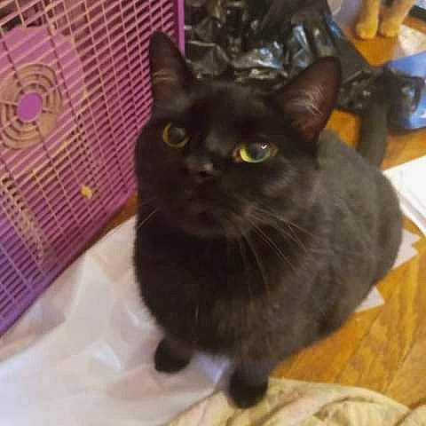 Midnight is registered to the contest to win money with this photo: black_cat, bombay, carnivore, cat, cat_supply, chair, comfort, domestic_short_haired_cat, felidae, flooring, fur, hardwood, small_to_medium_sized_cats, snout, table, tail, terrestrial_animal, whiskers, wood