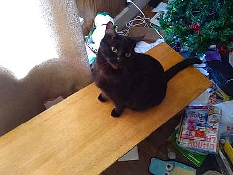 Midnight joined the competition — help win amazing prizes! black_cat, box, carnivore, cat, christmas_tree, domestic_short_haired_cat, event, felidae, flooring, fur, hardwood, holiday, plant, room, small_to_medium_sized_cats, table, tail, whiskers, wood, wood_stain