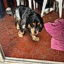 dog, indoor, floor, tile, plastic_chair, tablecloth, towel, black_dog, tan_dog, wavy_fur, pet, curious, walking, animal, house, furniture, cautious, exploring, canine, domestic_animal