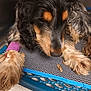 Ubelle a rejoint le concours — aidez-le/la à gagner de superbes lots ! dog, resting, bandage, purple_bandage, fur, paw, bed, blue_bed, pet, animal, closeup, sleepy, cage, kennel, indoor, fur_texture, muzzle, black_and_tan, long_hair, canine