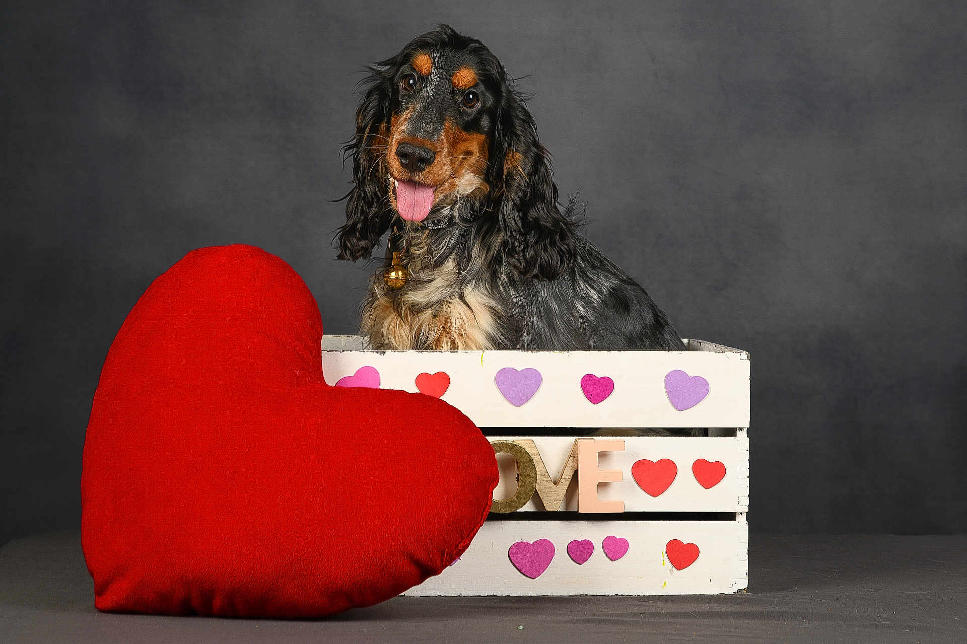Ubelle a rejoint le concours — aidez-le/la à gagner de superbes lots ! dog, crate, heart, plush, decorations, love, pet, animal, tongue_out, cute, studio, portrait, black_background, furniture, colorful, playful, happy, indoor, cushion, collar