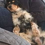 Ubelle a rejoint le concours — aidez-le/la à gagner de superbes lots ! dog, couch, blanket, fur, relaxed, indoor, pet, resting, person, clothing, casual, comfort, home, furry, companion, snuggle, laying, paw, cozy, animal