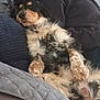 dog, couch, blanket, fur, relaxed, indoor, pet, resting, person, clothing, casual, comfort, home, furry, companion, snuggle, laying, paw, cozy, animal