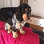 Ubelle participe au concours pour gagner de l'argent avec cette photo : dog, cocker_spaniel, pet, indoor, living_room, couch, blanket, wooden_furniture, clock, book, remote_control, floor, window, curtain, home, furry, animal, cute, seated, red_blanket
