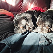 Wednesday is registered to the contest to win money with this photo: dog, pug, black_dog, pet, sleeping, couch, leather_couch, sunlight, resting, close_up, animal, snuggle, cozy, indoor, relaxation, human_arm, tattoo, blanket, clothing, nap