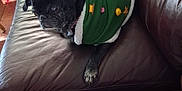 Wednesday joined the competition — help win amazing prizes! dog, black_dog, pet, sweater, green_sweater, festive_clothing, couch, leather_couch, indoor, relaxing, holiday, decorations, canine, animal, furniture, brown_couch, paw, cute, cozy, companion