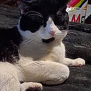 Sylvester is registered to the contest to win money with this photo: animal, background, bag, black_and_white, blanket, cat, closeup, colorful, cute, domestic, feline, fur, indoor, paws, pet, relaxed, resting, sleepy, texture, whiskers