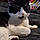 Sylvester