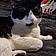 Sylvester