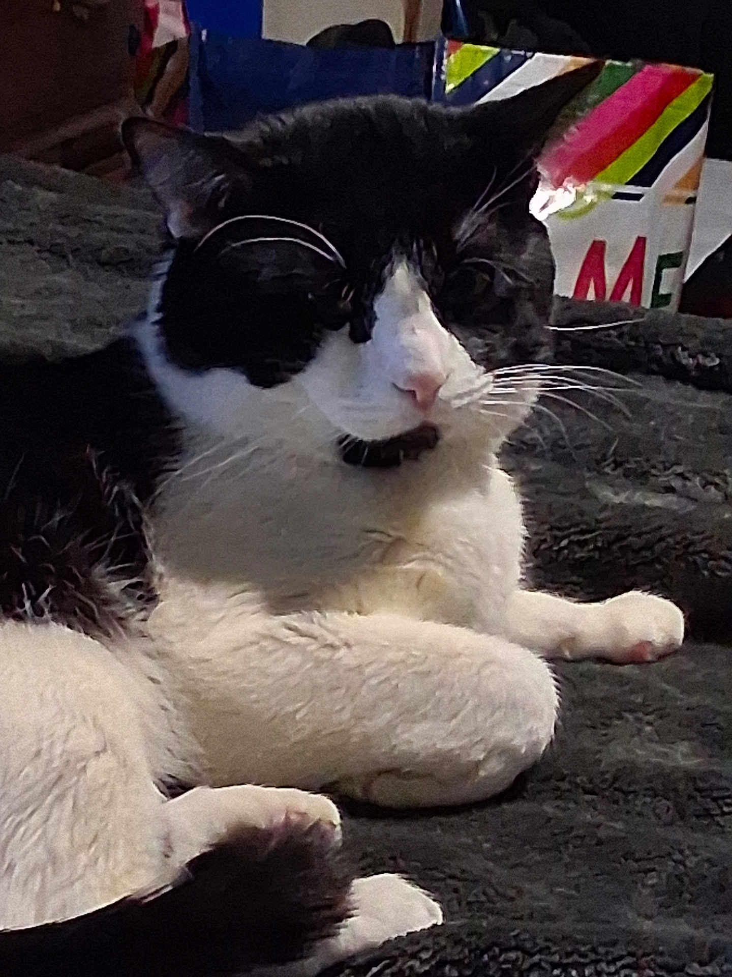 Sylvester