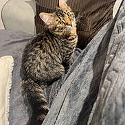 Praline a rejoint le concours — aidez-le/la à gagner de superbes lots ! animal, blanket, cat, couch, cozy, curious, domestic, feline, fur, home, indoor, looking_up, pet, pillow, relaxing, soft, striped, tabby_cat, tail, whiskers