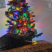 Michonne joined the competition — help win amazing prizes! cat, gray_cat, christmas_tree, holiday_lights, colorful_lights, leather_couch, indoor, festive, cozy, pet, animal, relaxed, feline, whiskers, holiday_decor, soft_lighting, home, background, blurred_background, resting