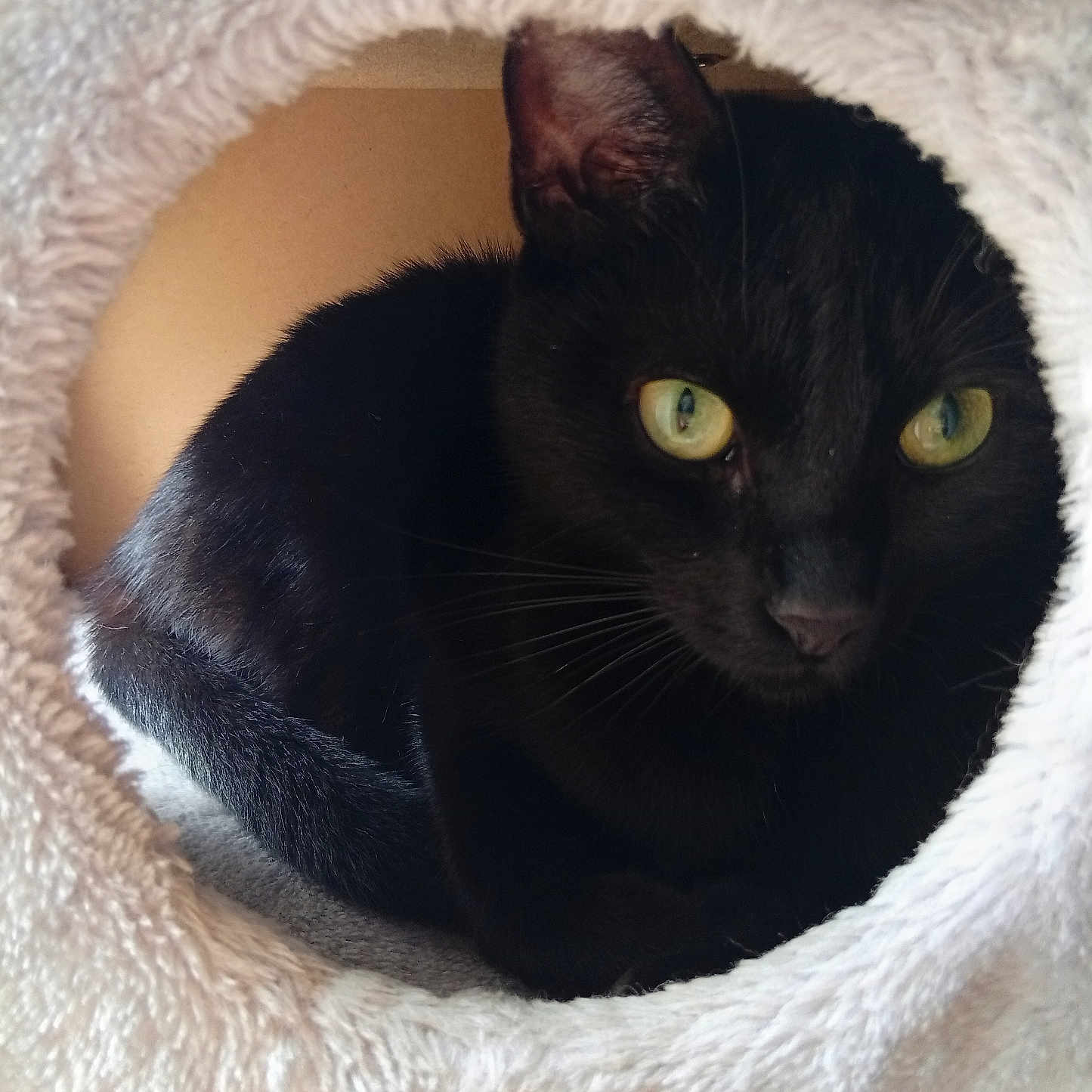 Tigrou participe au concours pour gagner de l'argent avec cette photo : animal, black_cat, captive, cat, cat_house, closeup, cozy, curious, cute, domestic_cat, feline, fur, green_eyes, indoor, pet, portrait, resting, soft_texture, tunnel, whiskers