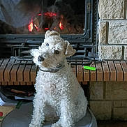 Zazie a rejoint le concours — aidez-le/la à gagner de superbes lots ! dog, curly_fur, pet, fireplace, cushion, indoor, cozy, brick, stone_wall, fire, ember, head_tilt, collar, animal, mammal, fur, domestic, cute, companion, house