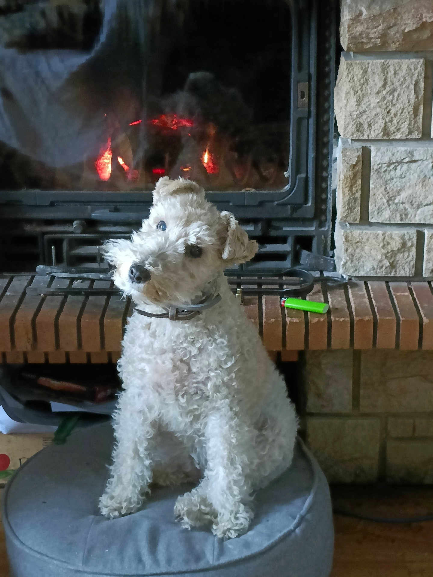 Zazie a rejoint le concours — aidez-le/la à gagner de superbes lots ! dog, curly_fur, pet, fireplace, cushion, indoor, cozy, brick, stone_wall, fire, ember, head_tilt, collar, animal, mammal, fur, domestic, cute, companion, house