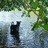 animal, black_dog, canopy, daylight, dog, forest, green_leaves, lake, nature, outdoor, peaceful, pet, playful, reflection, riverbank, standing, stick, summer, trees, water