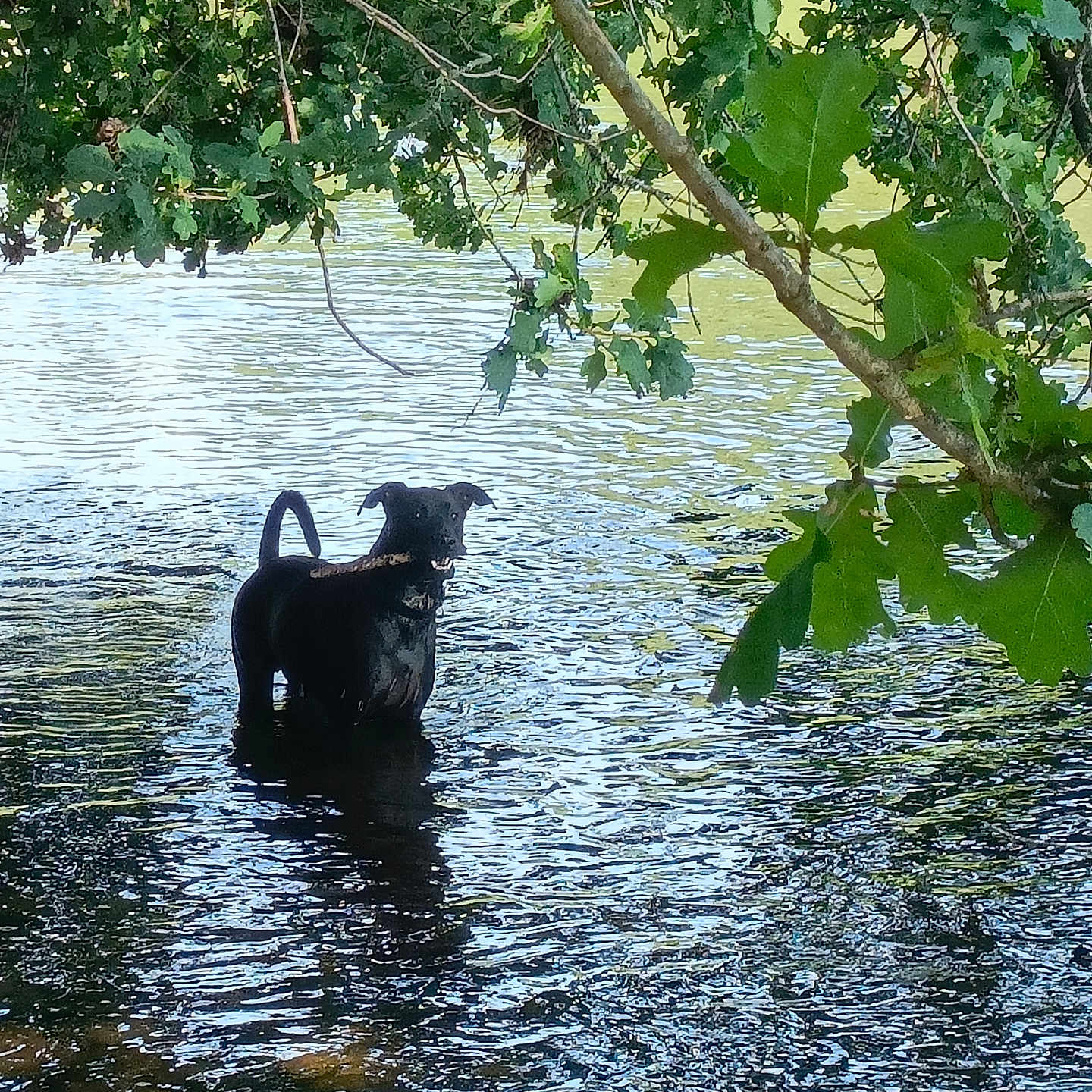 Aldo participe au concours pour gagner de l'argent avec cette photo : dog, black_dog, water, lake, stick, nature, trees, green_leaves, reflection, outdoor, animal, playful, summer, canopy, peaceful, pet, standing, daylight, riverbank, forest