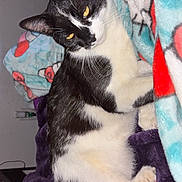 Perry joined the competition — help win amazing prizes! cat, black_and_white, feline, pet, animal, relaxed, sleepy, blanket, purple, fleece, indoor, cozy, resting, fur, whiskers, yellow_eyes, paw, cute, comfort, soft