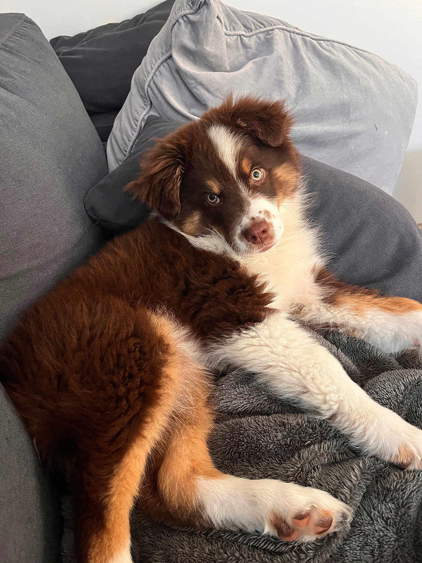 Aïko a rejoint le concours — aidez-le/la à gagner de superbes lots ! puppy, dog, brown, white, fluffy, couch, gray, blanket, indoors, pet, cute, relaxed, fur, animal, laying, cozy, home, young, companion, comfort