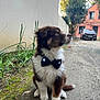 Aïko a rejoint le concours — aidez-le/la à gagner de superbes lots ! puppy, dog, bow_tie, outdoor, grass, path, house, car, pet, curious, brown, white, fluffy, sitting, side_view, nature, daylight, young_dog, canine, animal