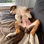 dog, sleeping, couch, blanket, relaxed, paw, fur, indoors, pet, cozy, nap, window, sunlight, tail, brown, white, furniture, rest, domestic_animal, comfort