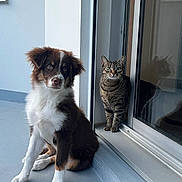 Aïko participe au concours pour gagner de l'argent avec cette photo : dog, puppy, cat, tabby_cat, pet, indoor, window, sitting, curious, floor, reflection, fur, animal, companion, looking, domestic, cute, young, calm, natural_light